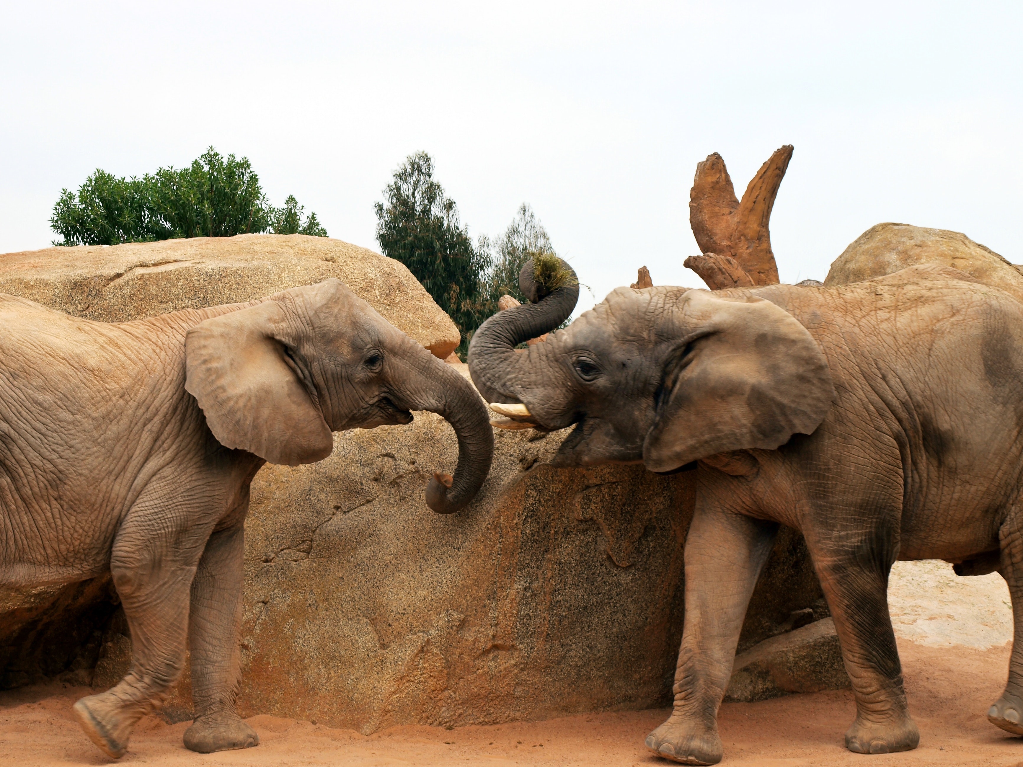 afrikanischer-elefant-elefant-elefanten-584186