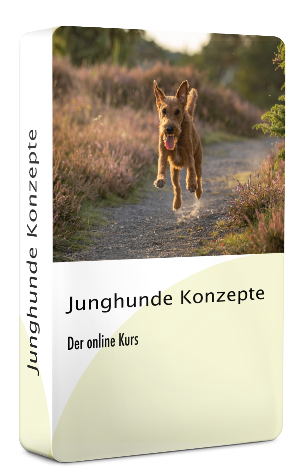 Junghunde Konzepte_01
